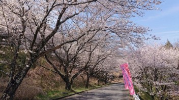 お花見に